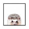 Hedgehog | Square