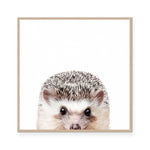 Hedgehog | Square