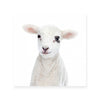 Lamb | Square