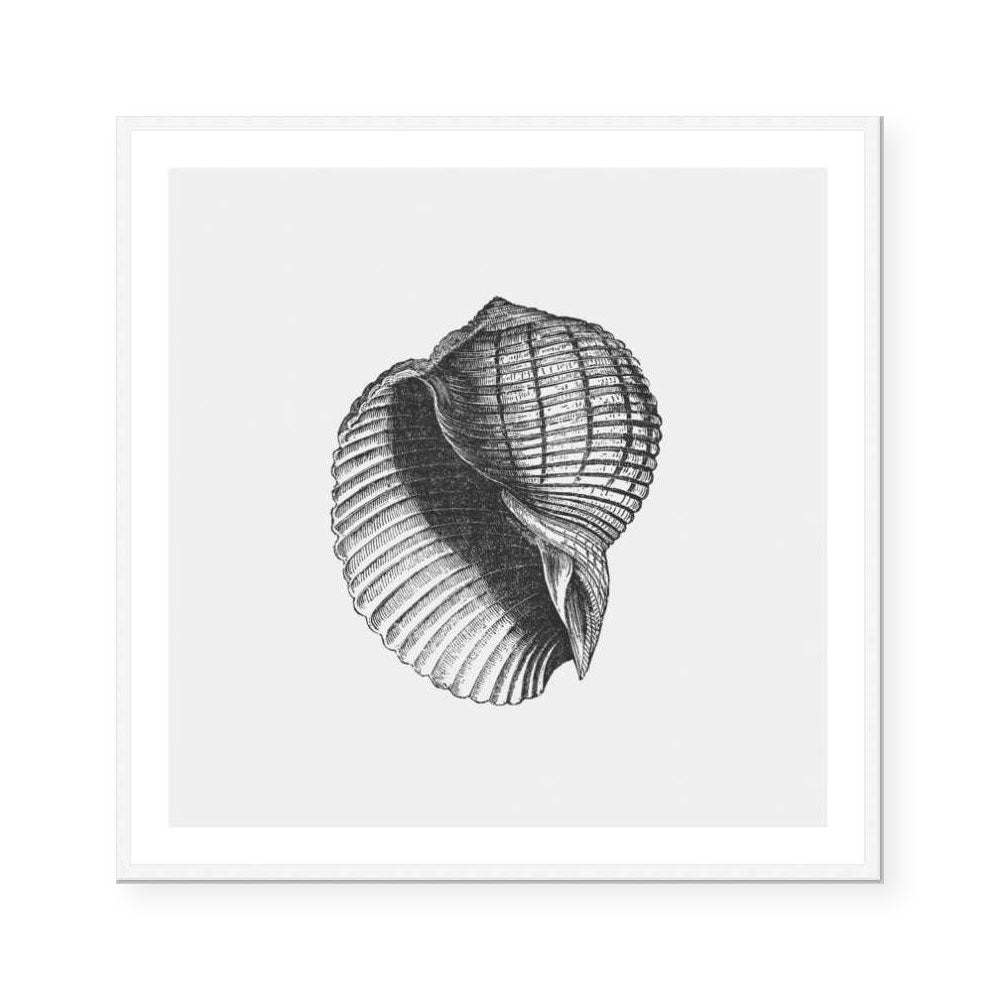 Shells
