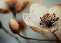 Bloom Memory No1