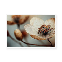 Bloom Memory No1 | Framed Canvas