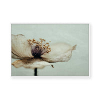 Bloom Memory No2 | Framed Canvas