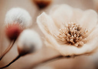 Bloom Memory No3