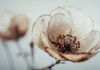Bloom Memory No5