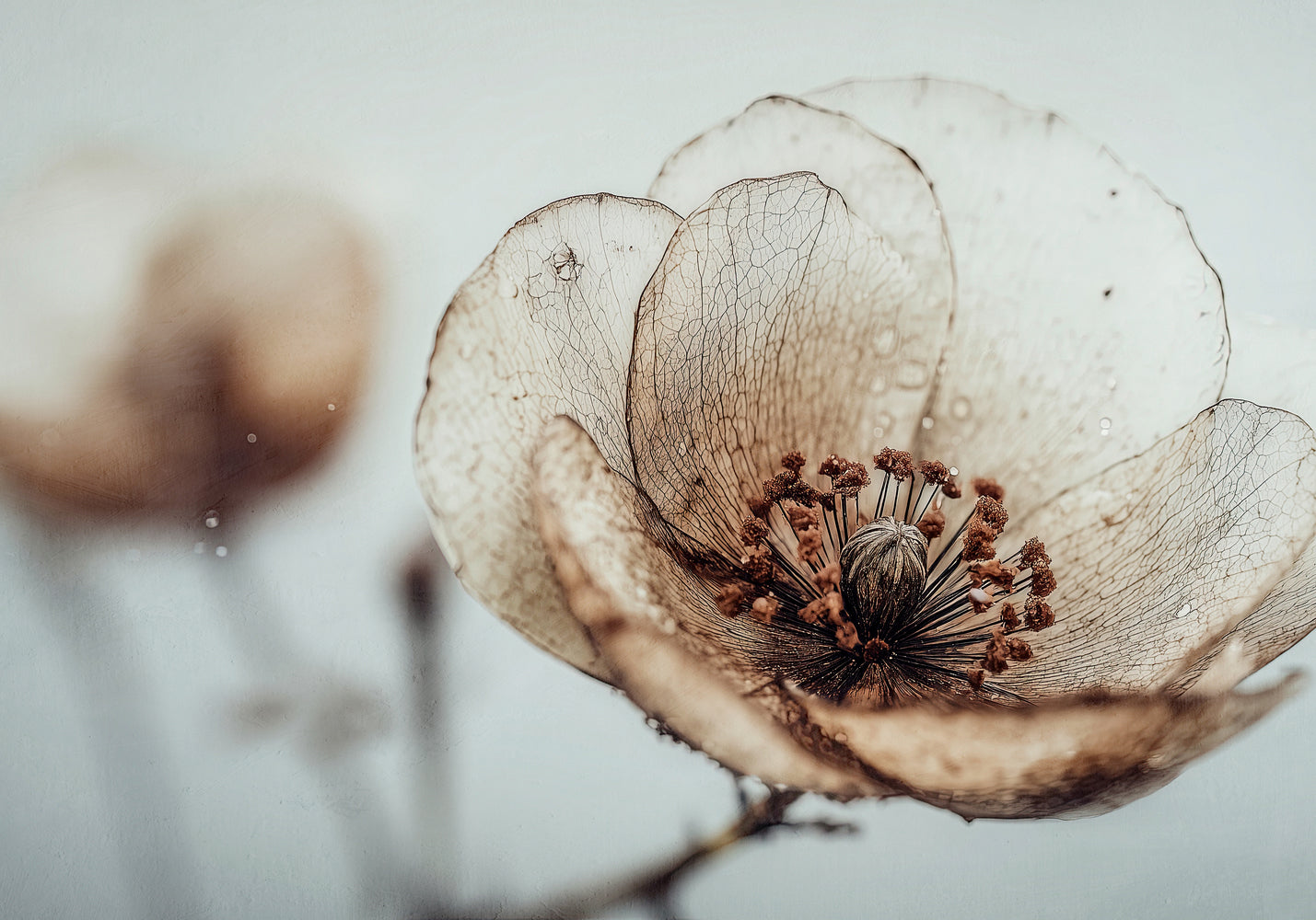 Bloom Memory No5
