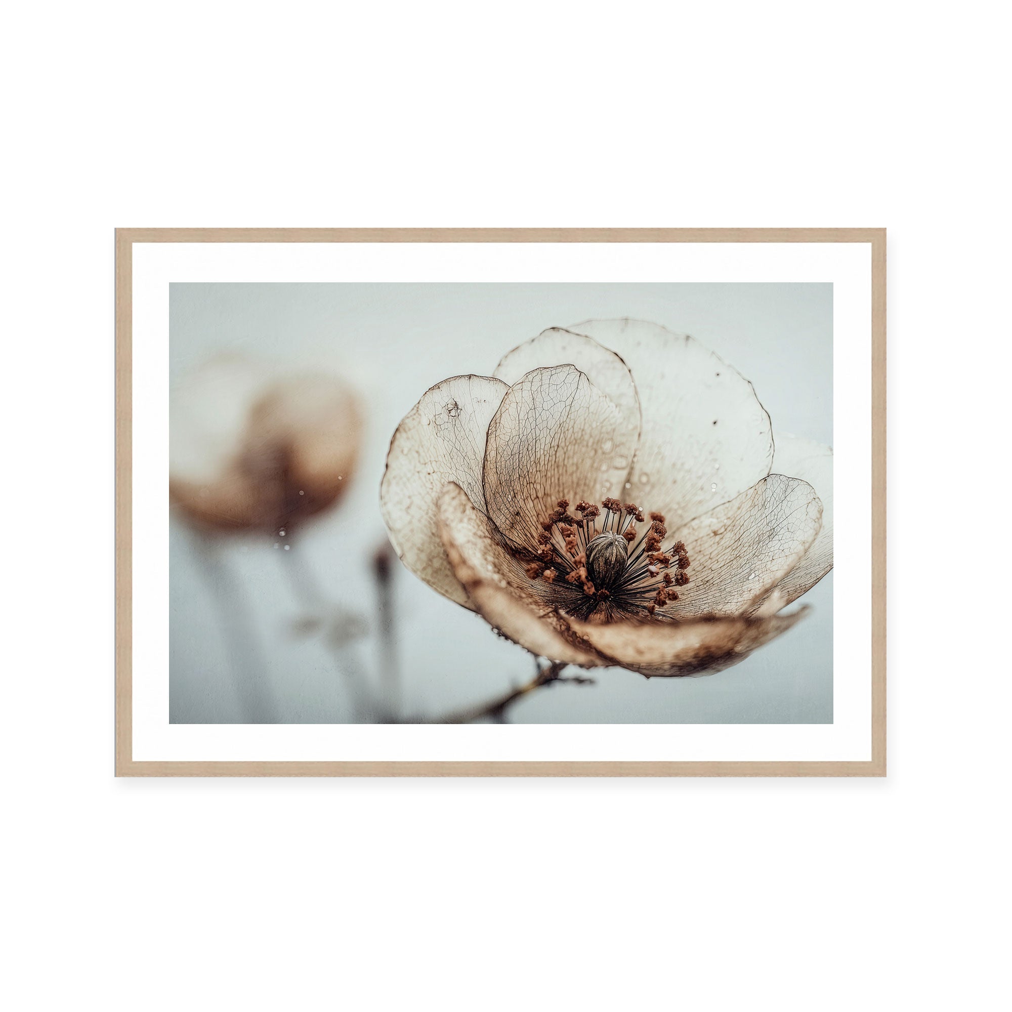Bloom Memory No5