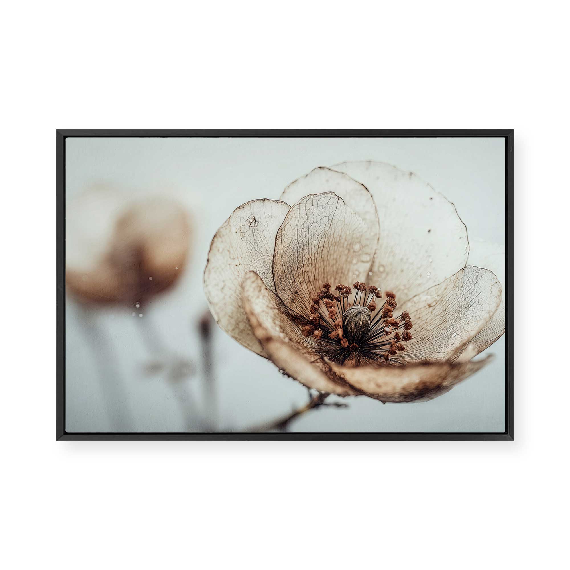 Bloom Memory No5 | Framed Canvas