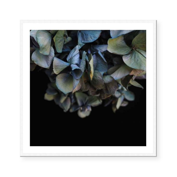 Blue Hydrangea | Katie Clulow