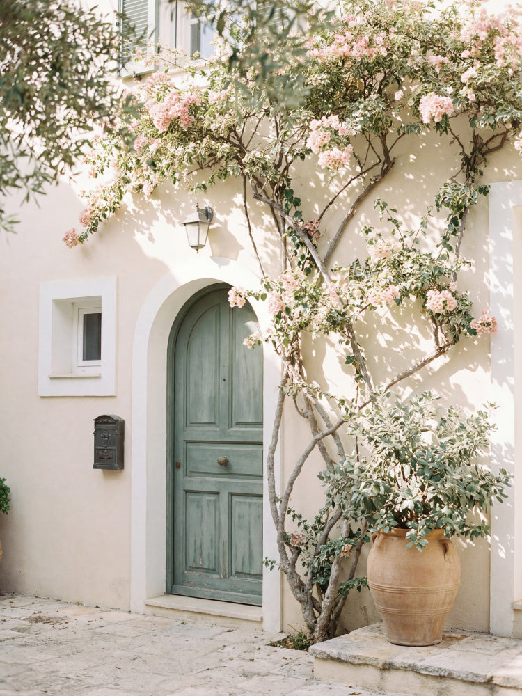 Bougainvillea