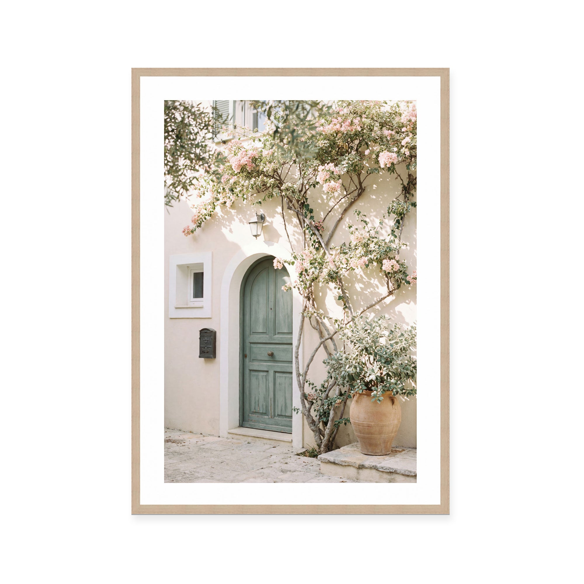 Bougainvillea