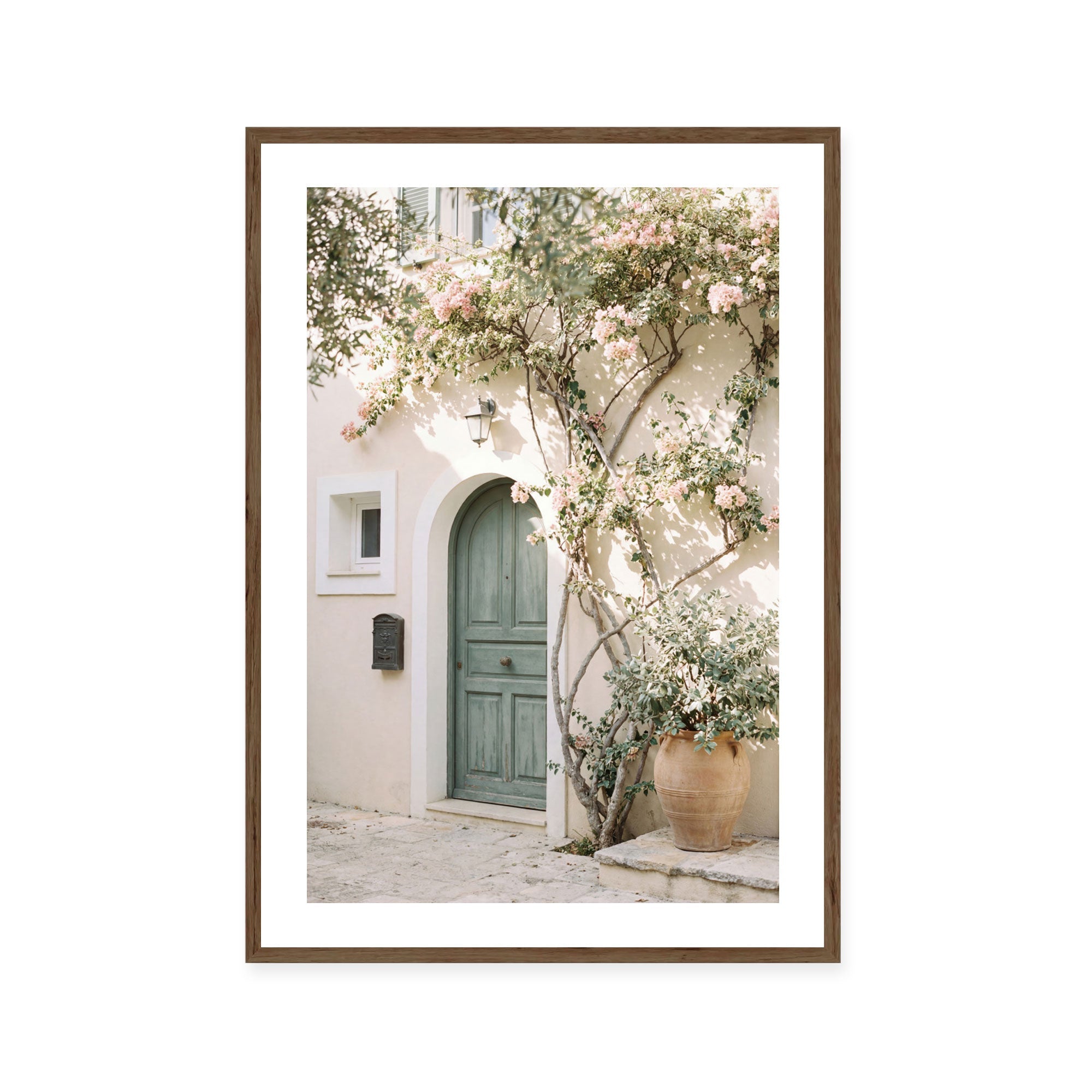 Bougainvillea