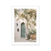 Bougainvillea