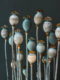 Cerulean Seed Pods