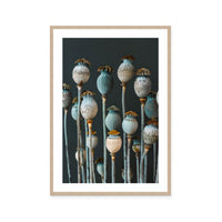 Cerulean Seed Pods
