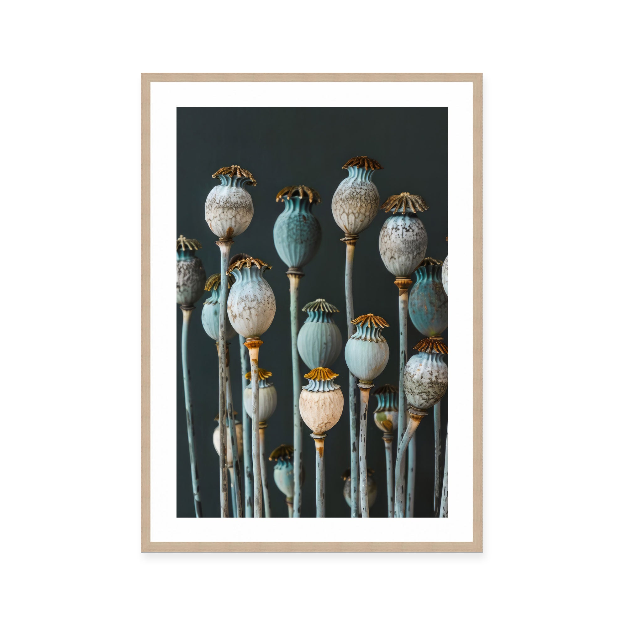 Cerulean Seed Pods