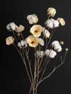 Cotton Flower III