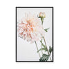 Dahlia | Framed Canvas