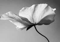 Soft Petal Dance