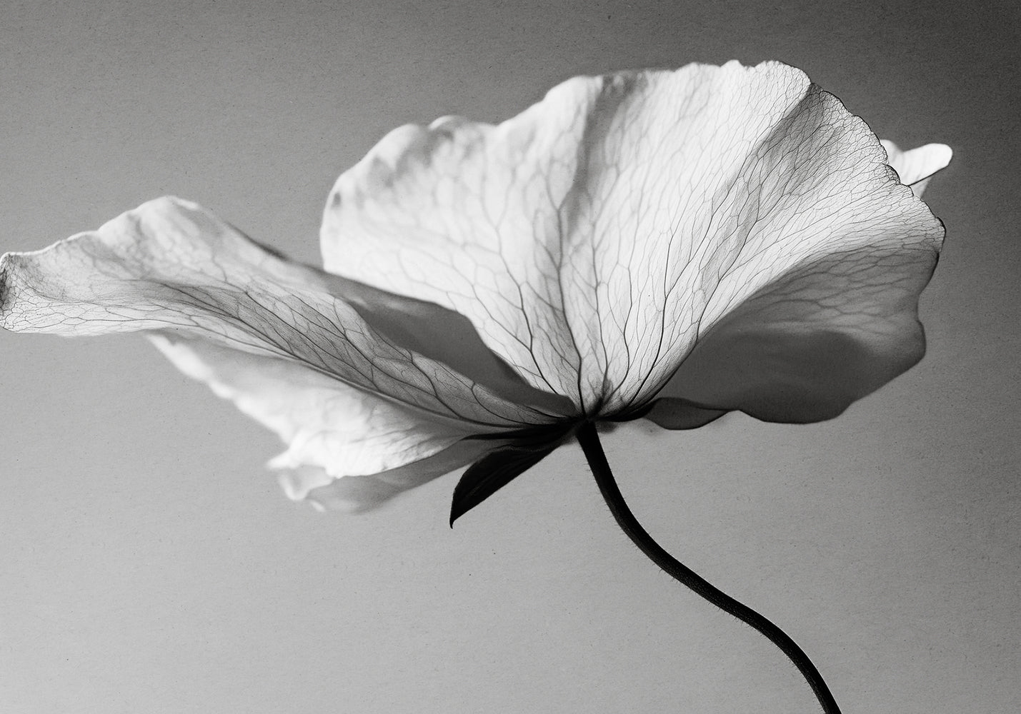 Soft Petal Dance