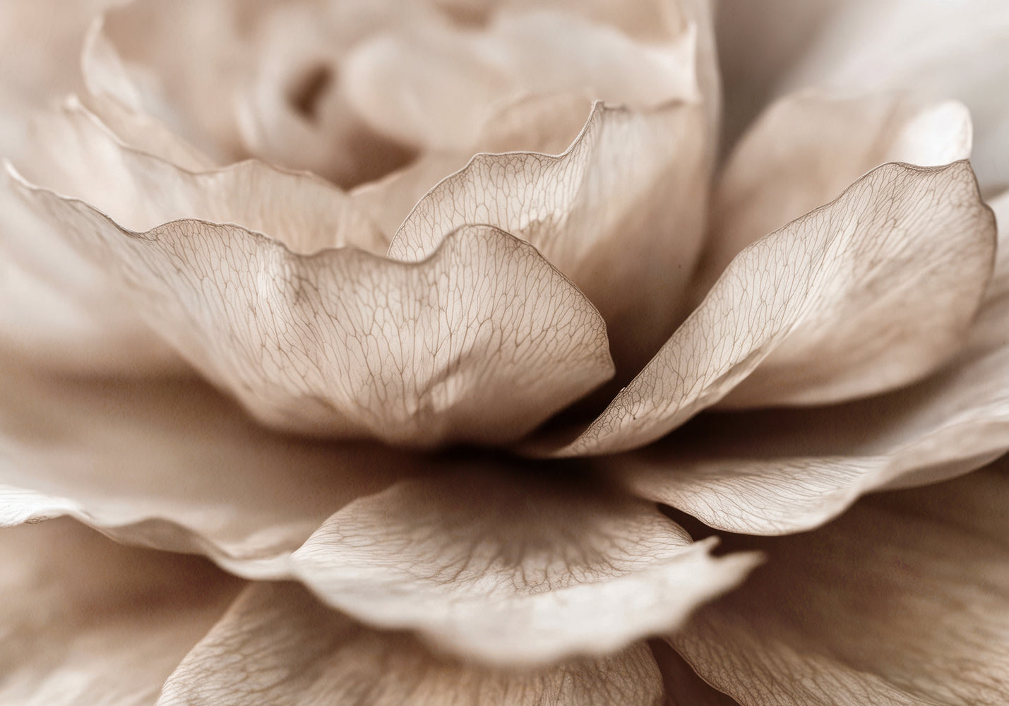 Delicate Petal Dance