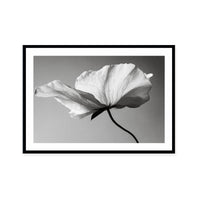 Soft Petal Dance