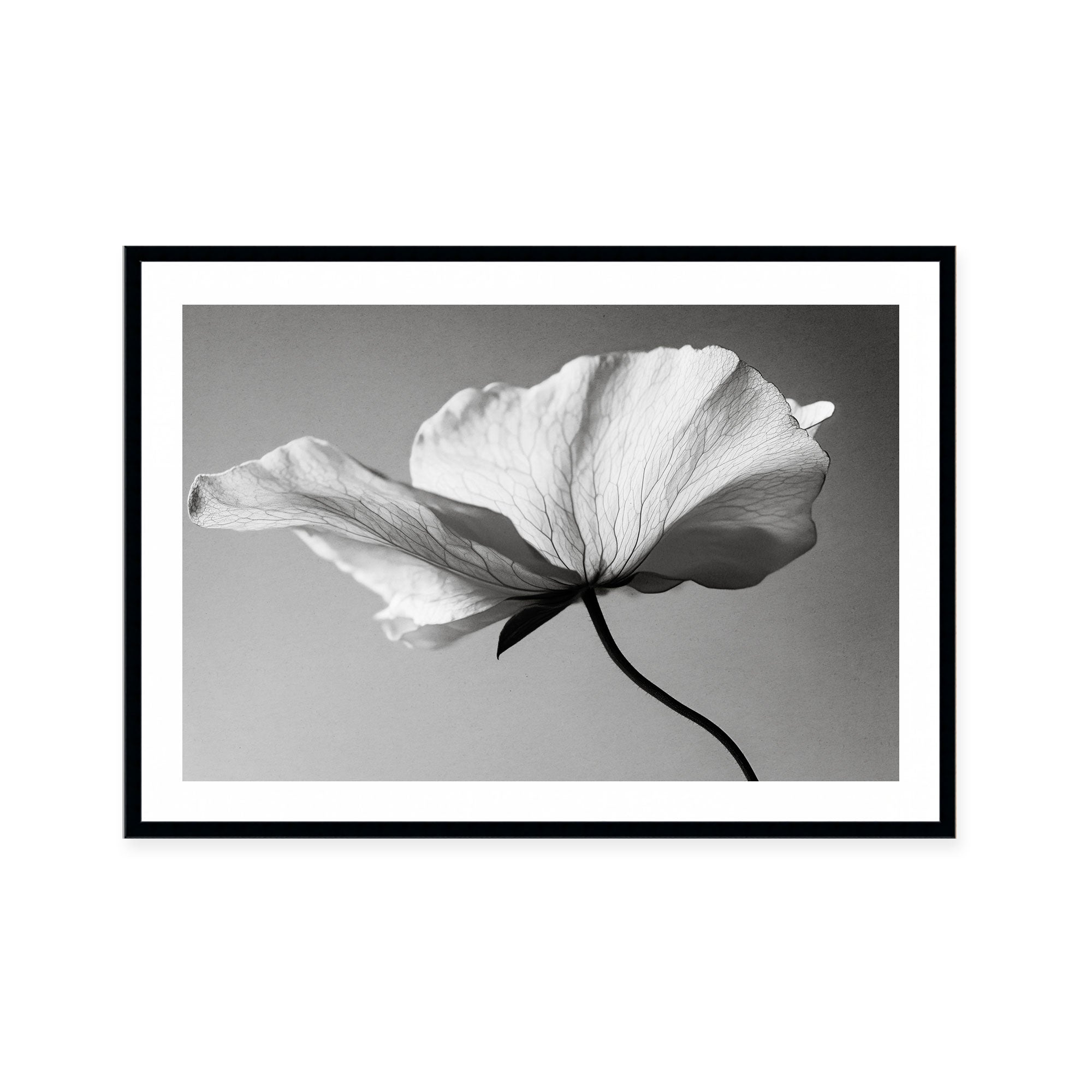 Soft Petal Dance