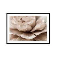 Delicate Petal Dance