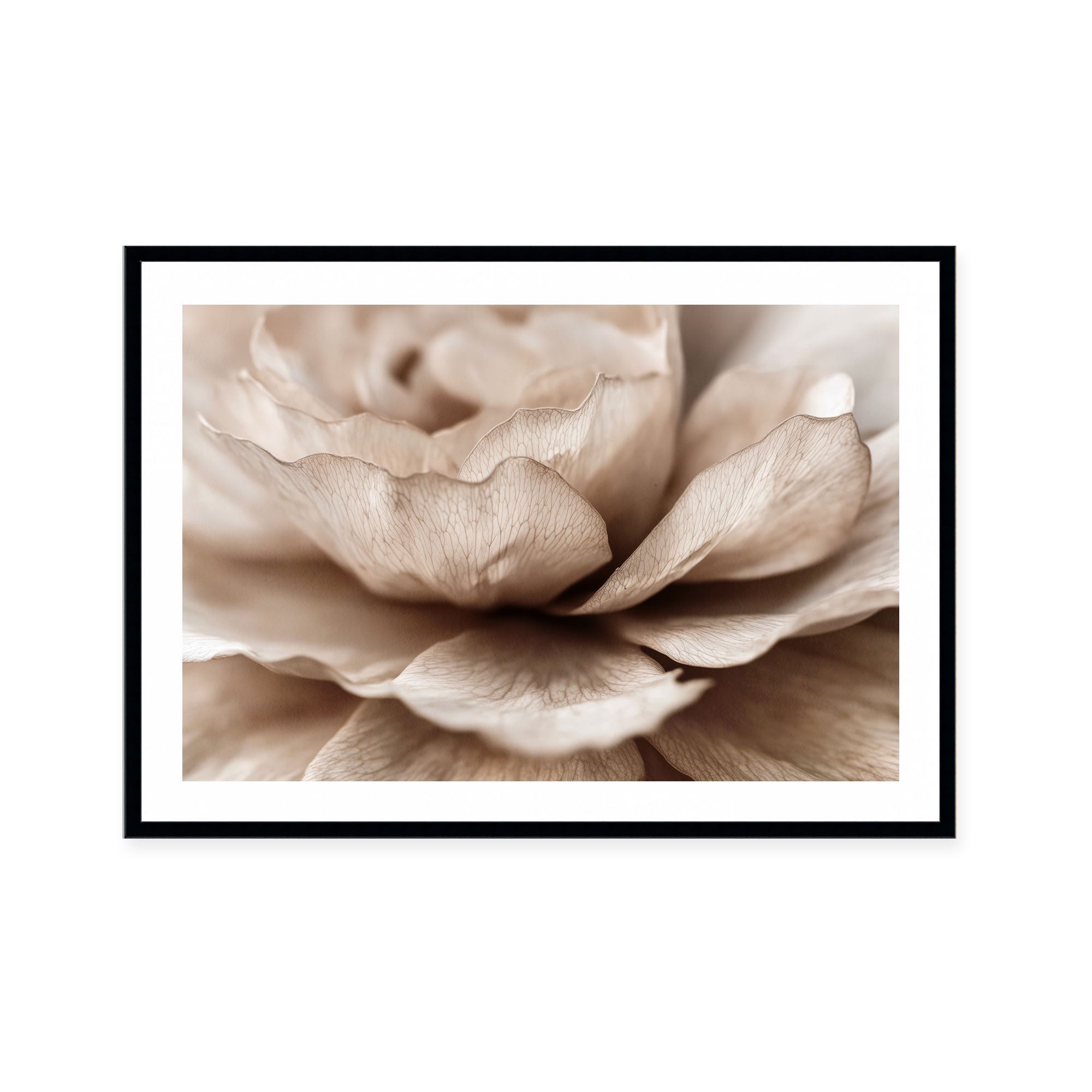 Delicate Petal Dance