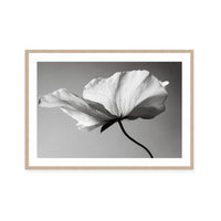 Soft Petal Dance