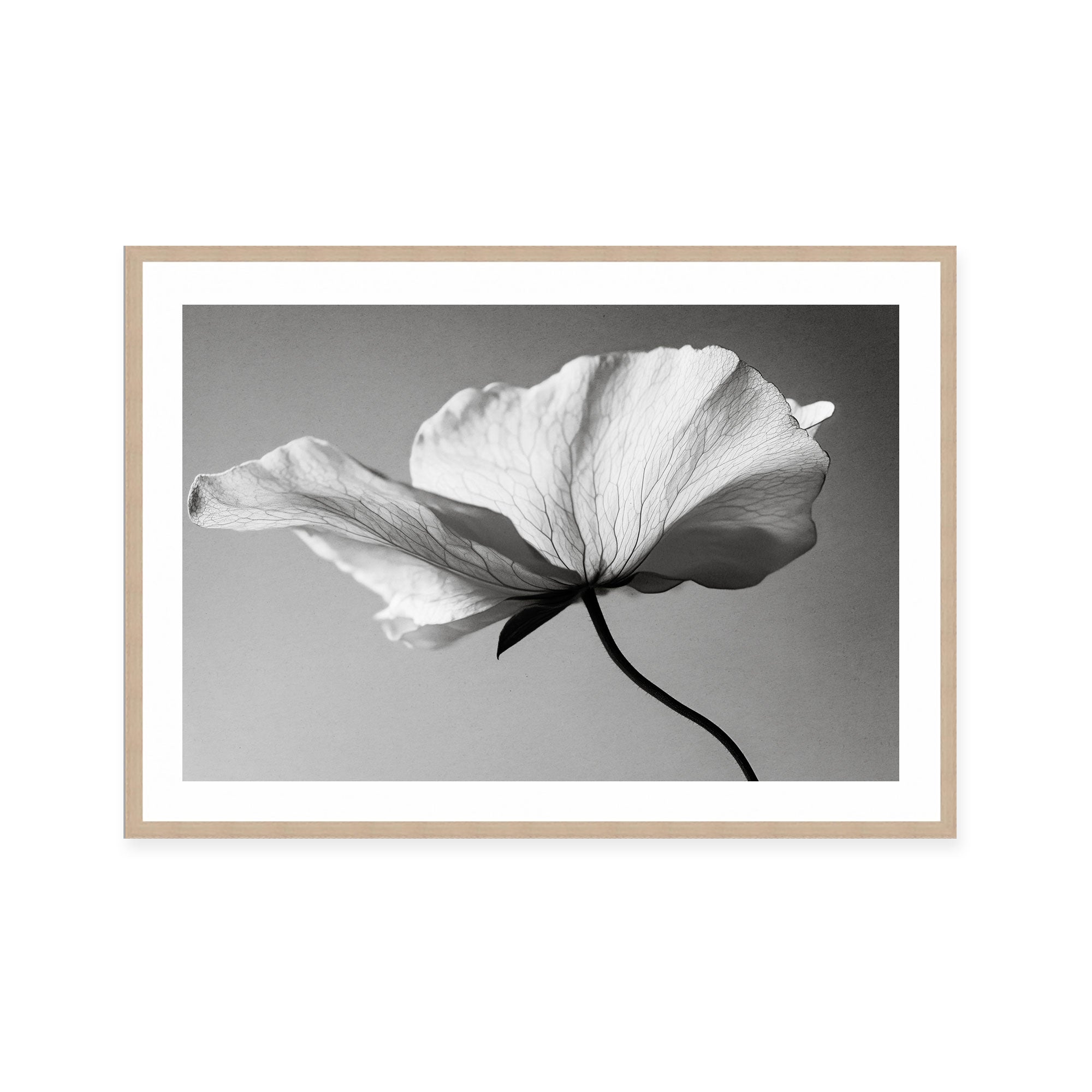 Soft Petal Dance