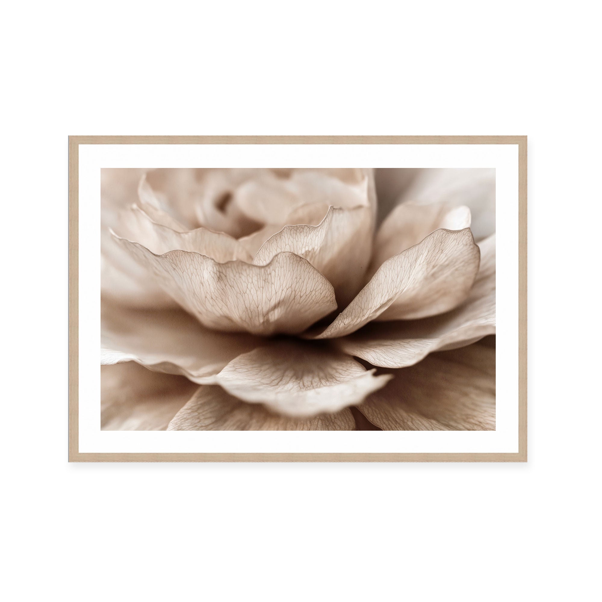 Delicate Petal Dance