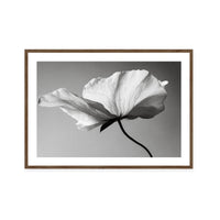 Soft Petal Dance