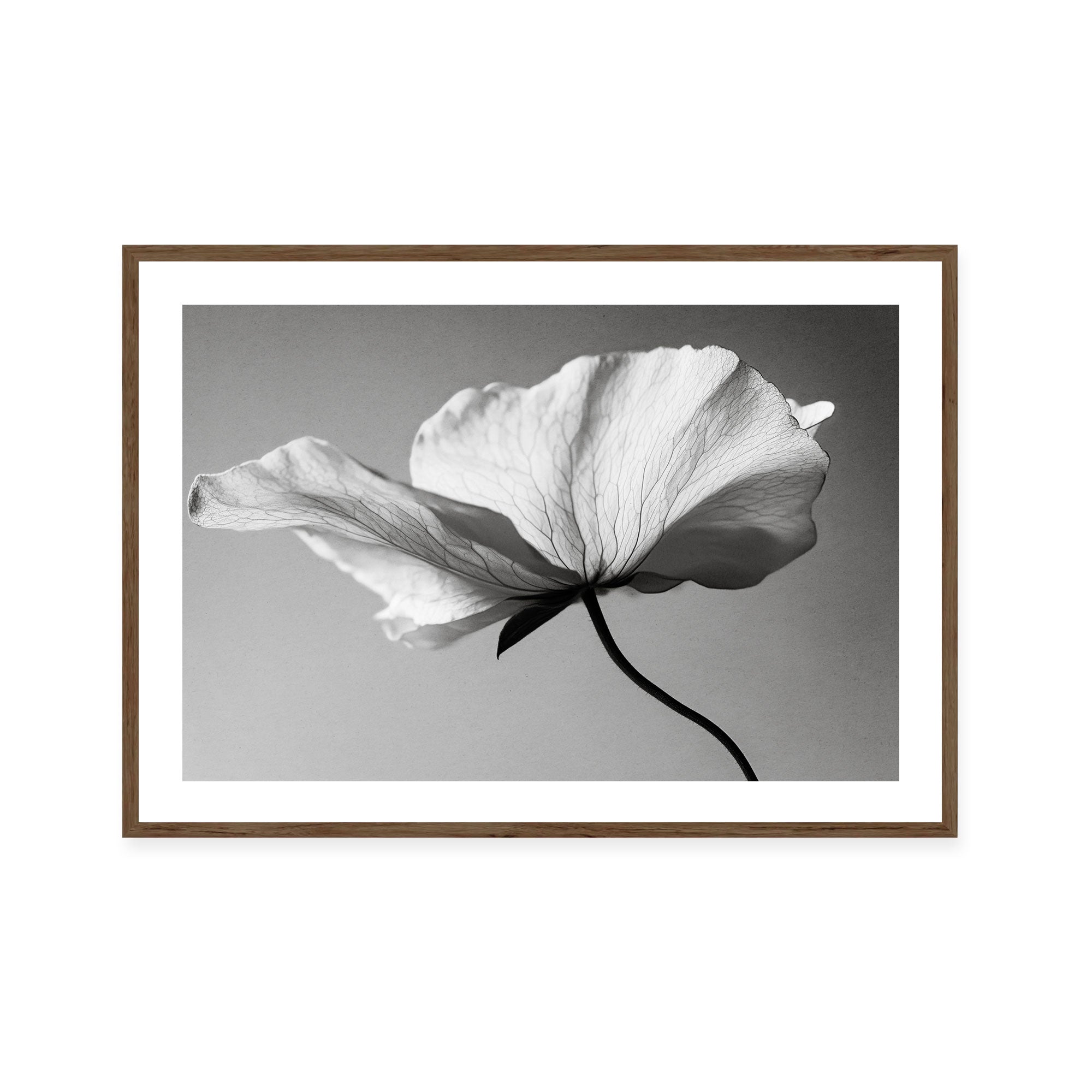 Soft Petal Dance