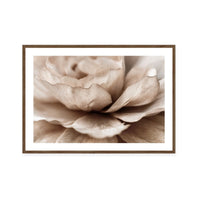 Delicate Petal Dance