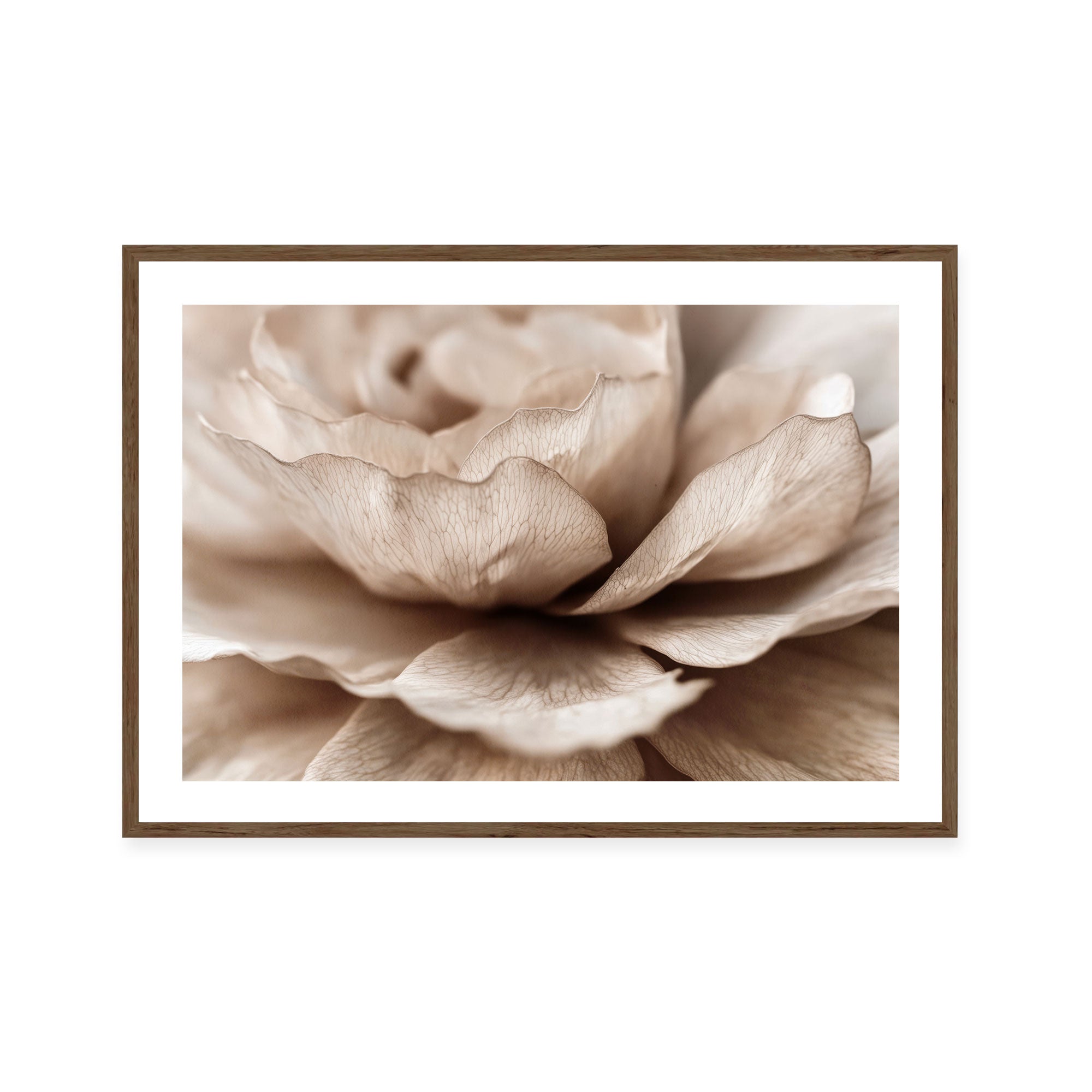 Delicate Petal Dance