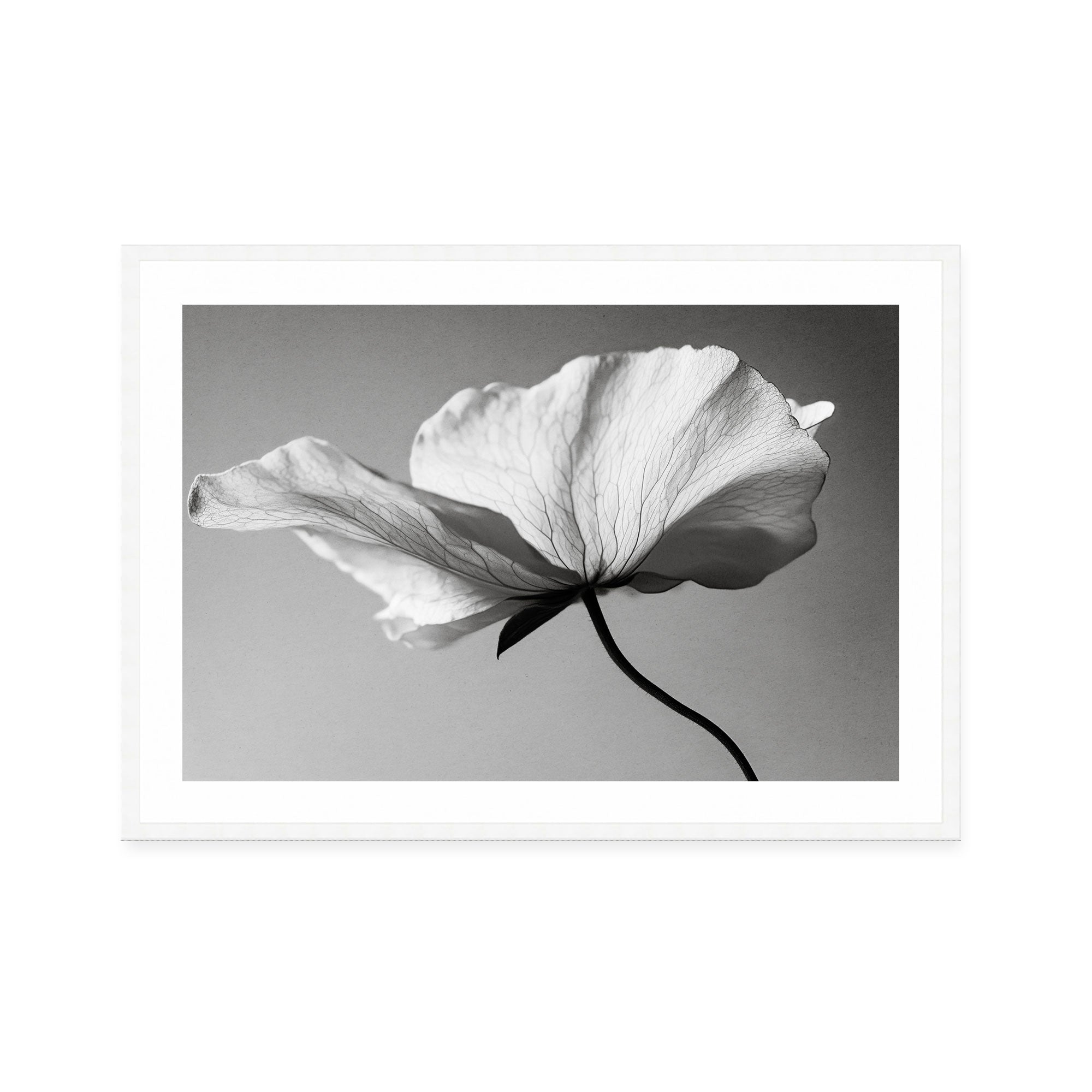Soft Petal Dance