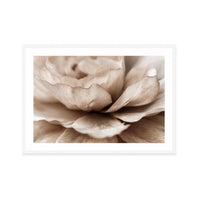 Delicate Petal Dance