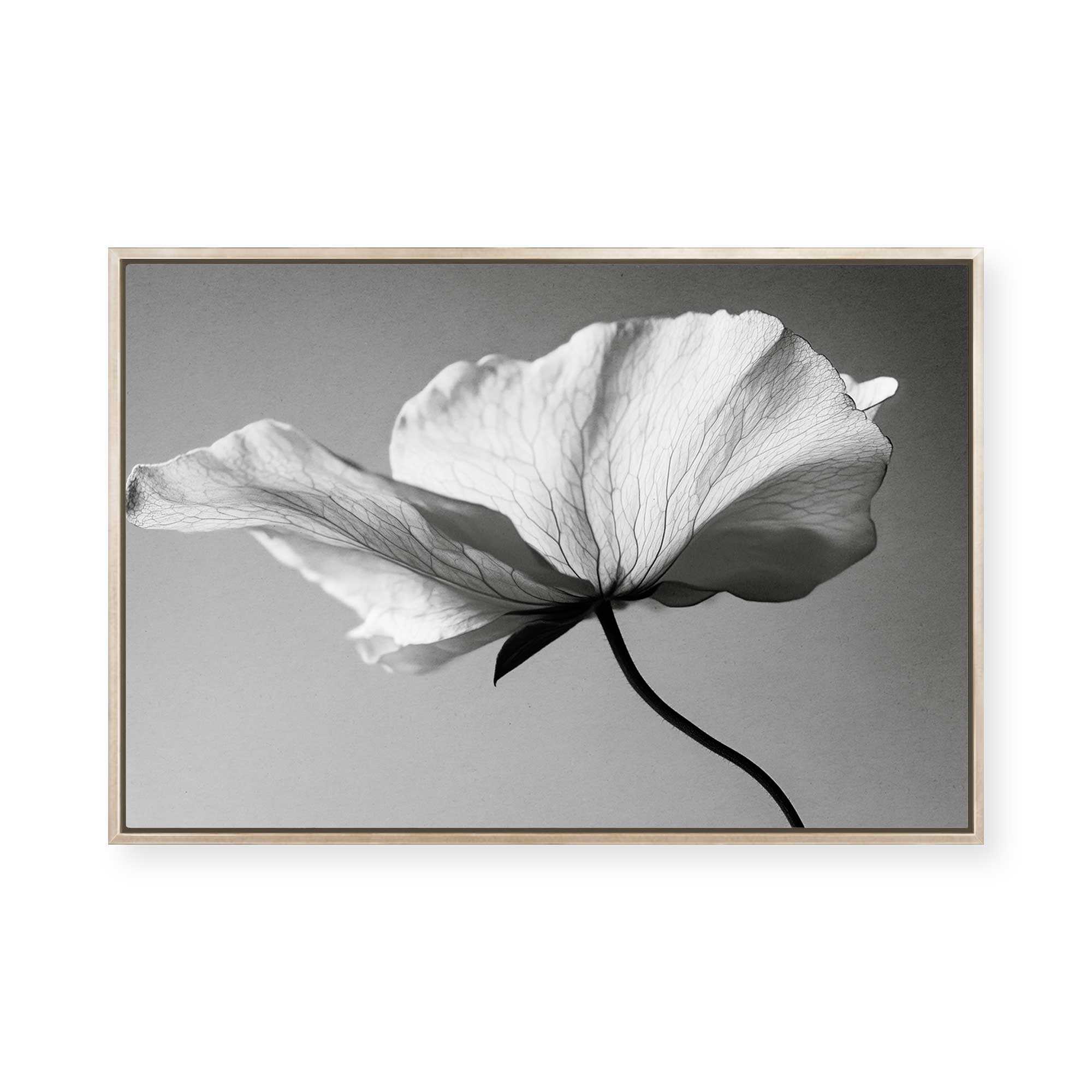 Soft Petal Dance | Framed Canvas