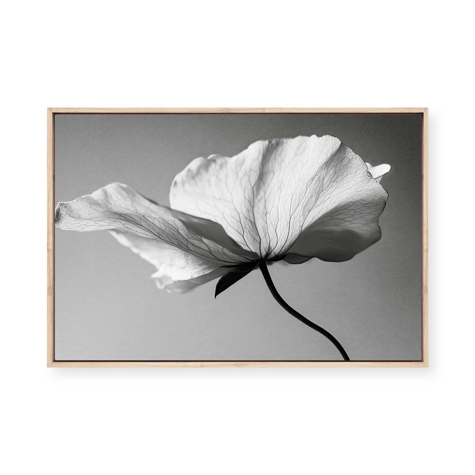 Soft Petal Dance | Framed Canvas