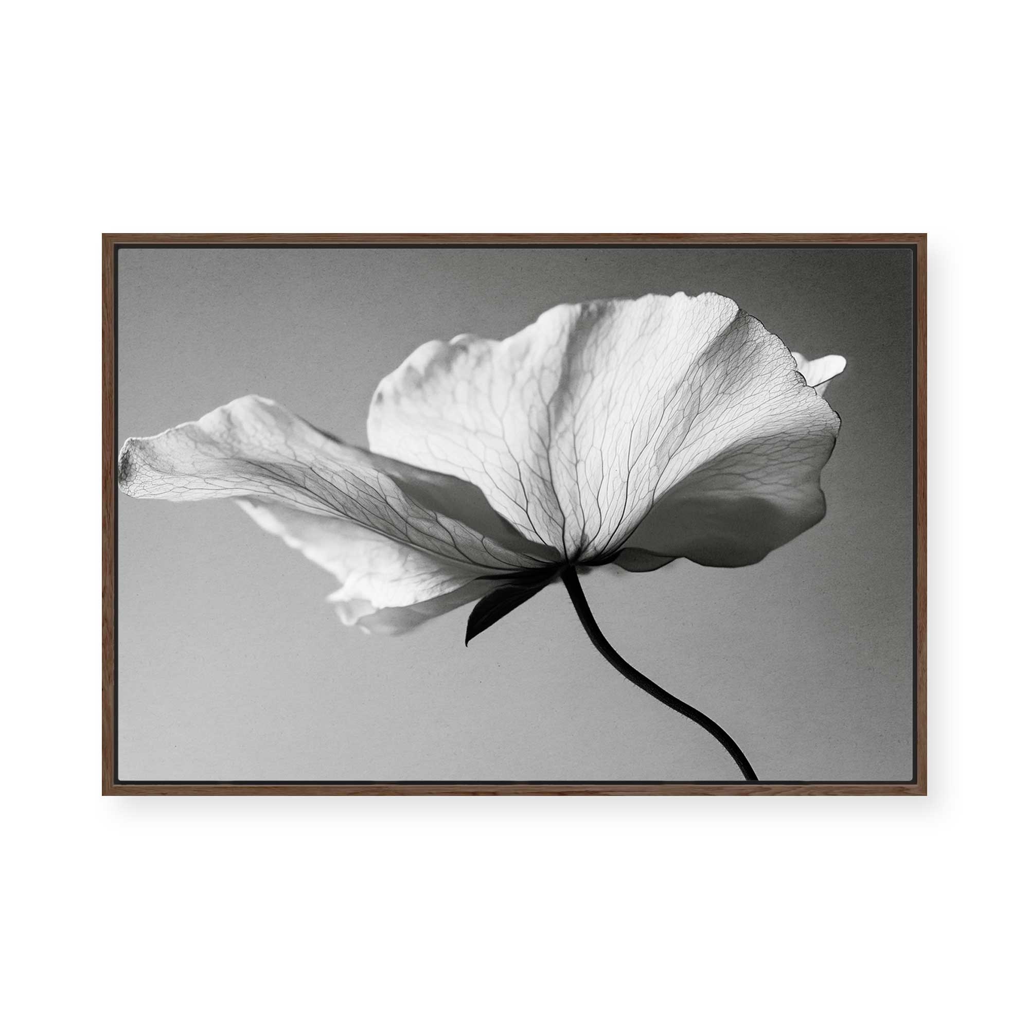 Soft Petal Dance | Framed Canvas