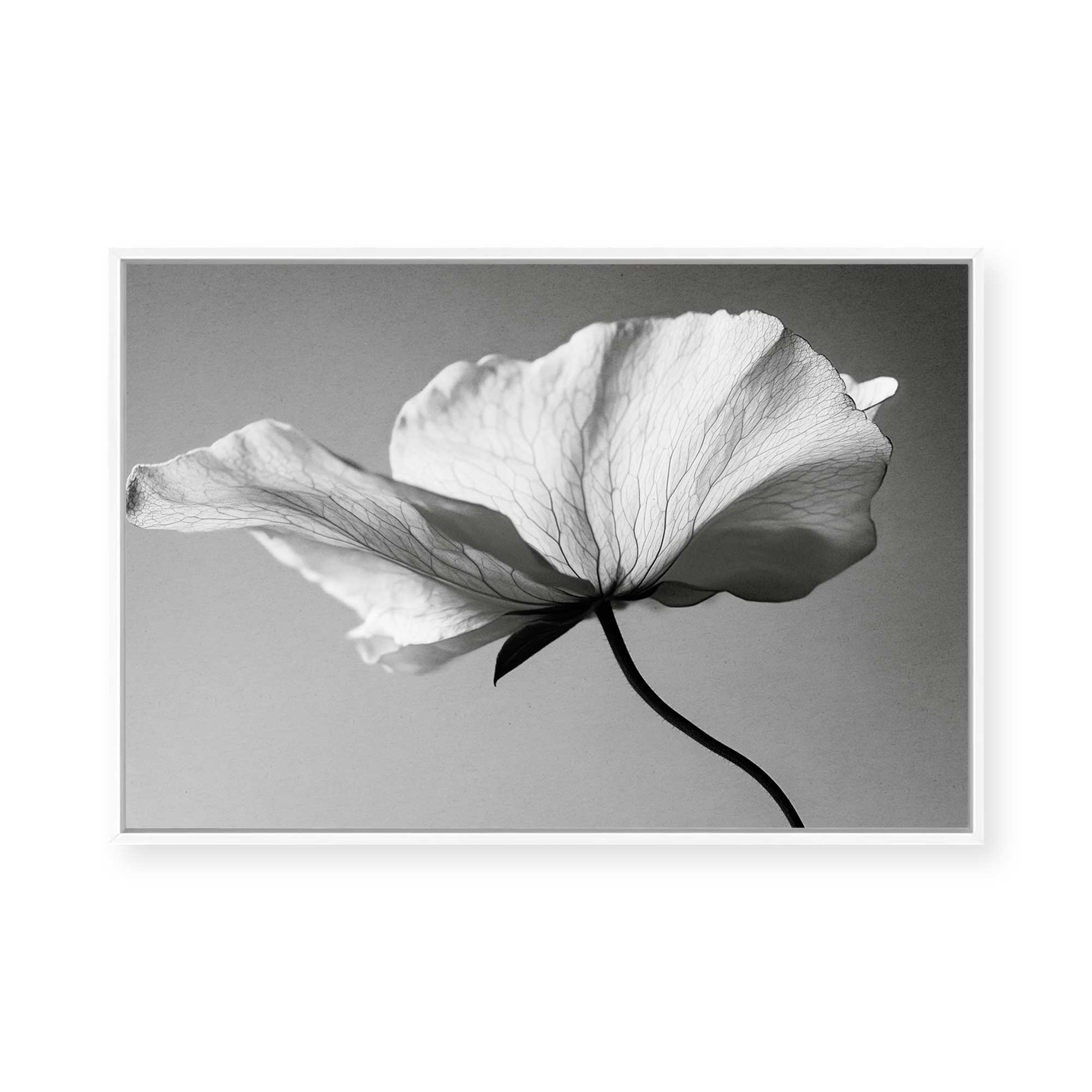 Soft Petal Dance | Framed Canvas