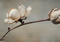 Delicate Petals