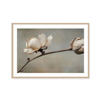 Delicate Petals