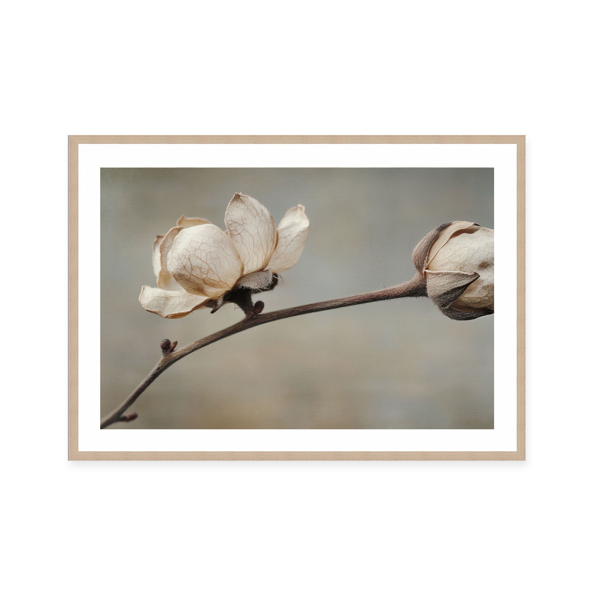 Delicate Petals