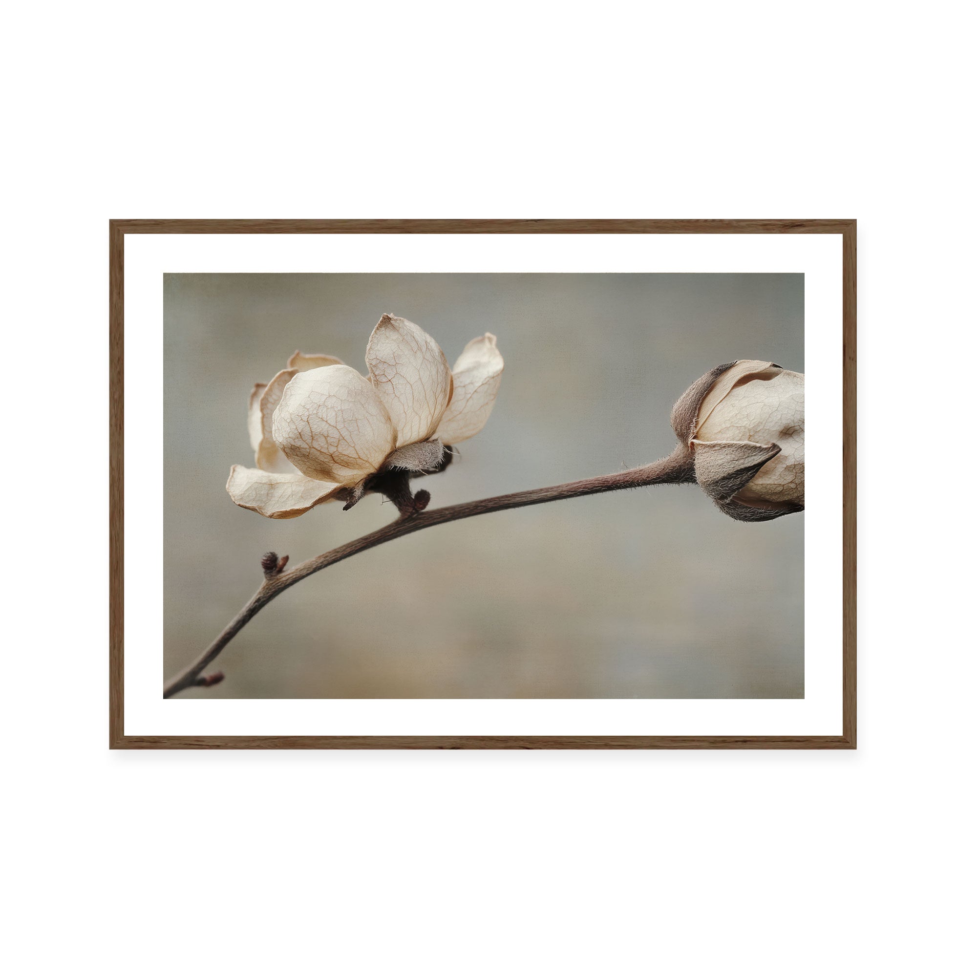 Delicate Petals