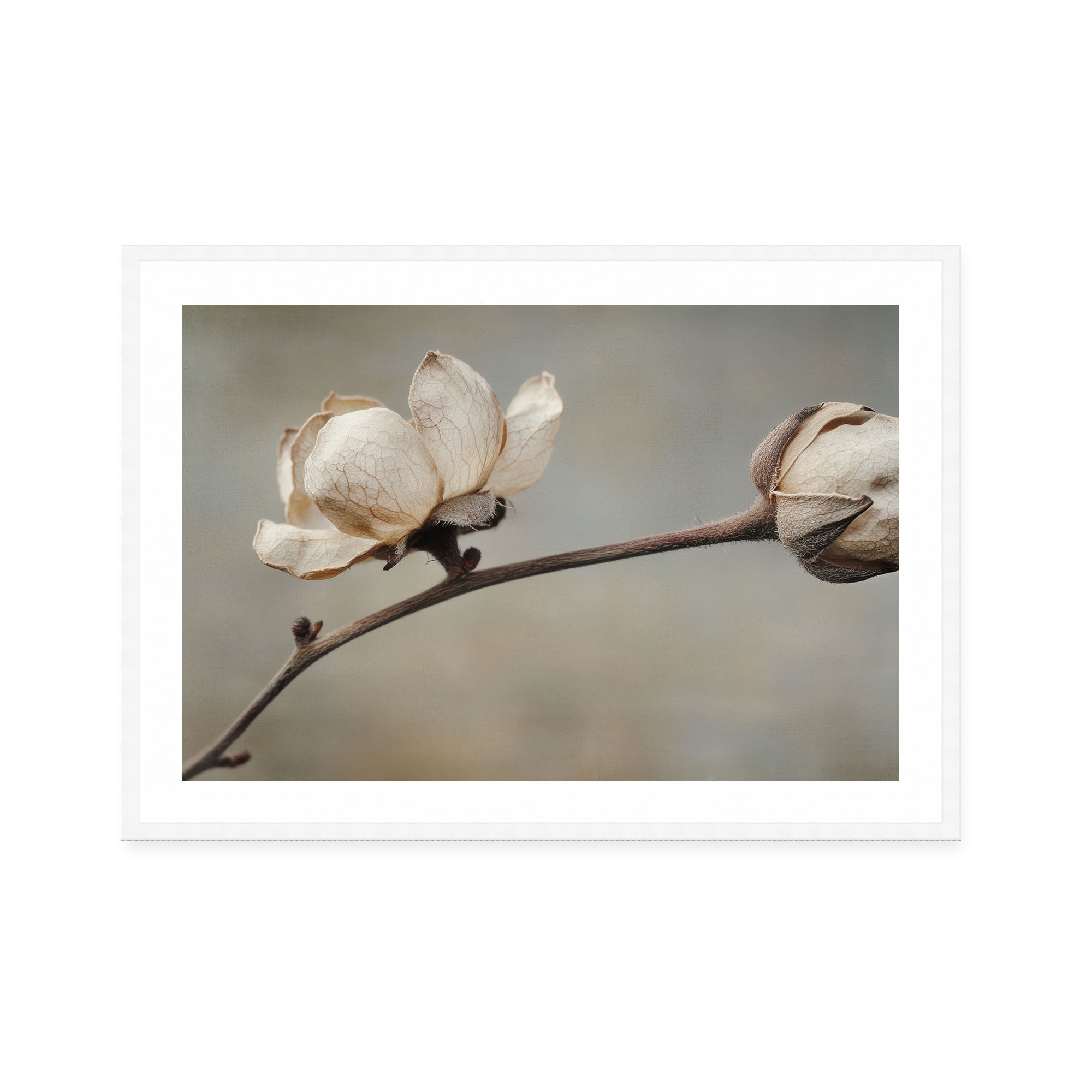 Delicate Petals