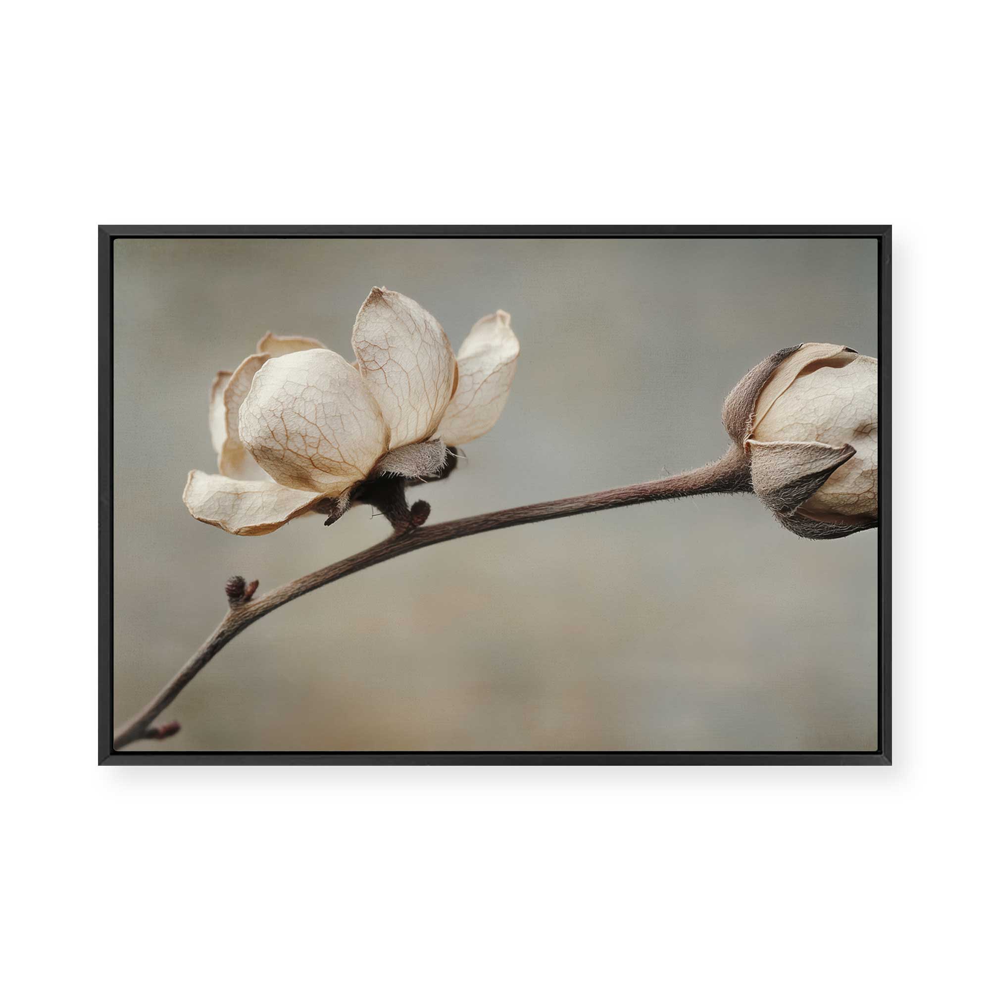 Delicate Petals | Framed Canvas