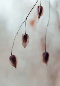 Delicate Silence