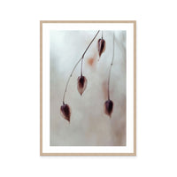 Delicate Silence